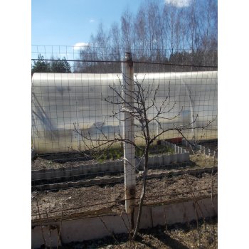 Штамбовая смородина в сибири отзывы. 230031602 dscn4687. Штамбовая смородина в сибири отзывы фото. Штамбовая смородина в сибири отзывы-230031602 dscn4687. картинка Штамбовая смородина в сибири отзывы. картинка 230031602 dscn4687. Т.к. вы неавторизованы на сайте. Войти.