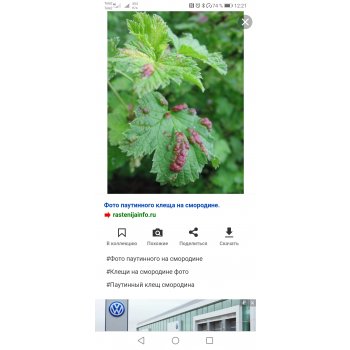 Почему опадают цветы смородины. 248520349 screenot 20200526 122149 com.android.chrome. Почему опадают цветы смородины фото. Почему опадают цветы смородины-248520349 screenot 20200526 122149 com.android.chrome. картинка Почему опадают цветы смородины. картинка 248520349 screenot 20200526 122149 com.android.chrome. Одной из любимейших ягод моего семейства давно стала смородина. При этом не имеет значения, какая ― свежесобранная в летний период или в виде варенья зимой. Заморозкой мы любим пользоваться для приготовления компотов, йогуртов или выпечки. Запасов должно хватить на всех, поэтому на дачном участке у нас приличное количество кустов самых разных видов и сортов этой ягоды, как говорится, на любой вкус: белая, красная, черная, крупноплодная и даже йошта. Но так было не всегда. В первые годы частенько случалось так, что все кусты цветут обильно, но потом почему-то завязи опадают.