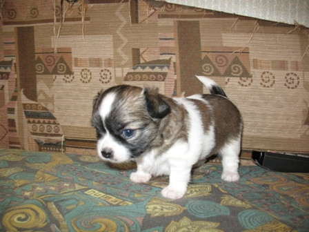 Купить Щенка В Екатеринбурге Недорого Без Документов