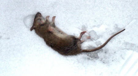 pomogite sovetom kak izbavitsya ot krys