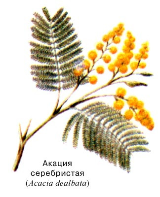 Акация серебристая мимоза. Акация dealbata. Желтая пушистая мимоза. Мимоза дерево или кустарник. Акация серебристая вступает в симбиоз с азотфиксаторами.