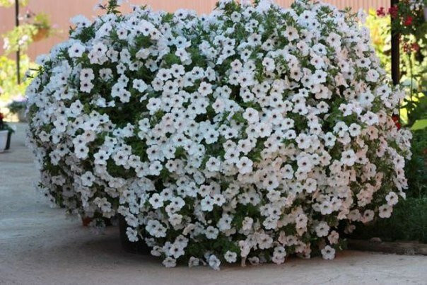 Тайдалы цветы