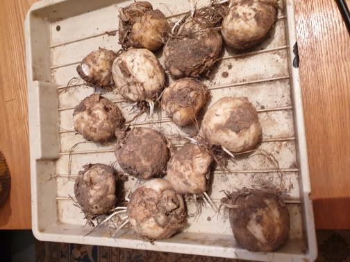 Купить Луковицы Рябчиков Недорого