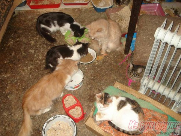 много котов в квартире. сиденья в машину для котов. кот в переноске в машине. приют для животных кошки. куда отвезти кошку.