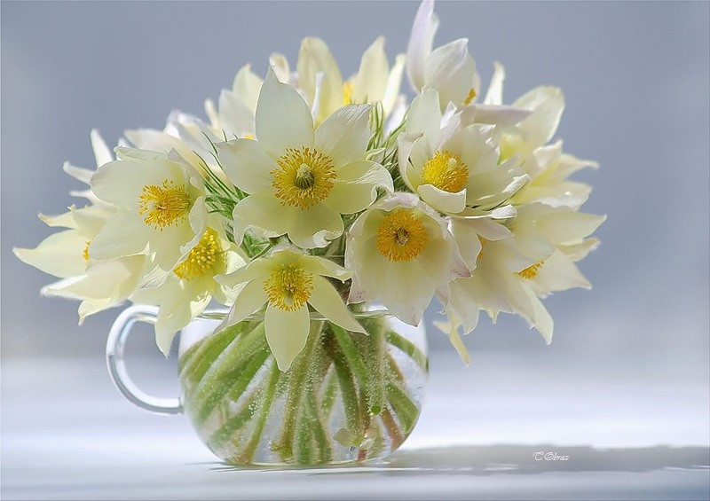 отличного дня весеннего настроения. открытки весеннего настроения. открытки с весенними цветами. весеннее настроение. хорошего весеннего дня.