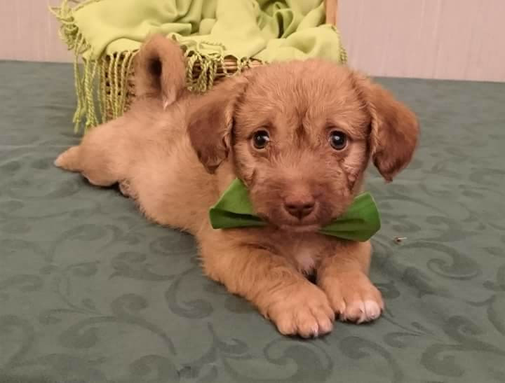 щенок немецкой овчарки 3 месяца чистокровка. щенок немецкой овчарки 3 месяца чистокровка. щенок 3 месяца. собака 3 месяца. чихапудель.