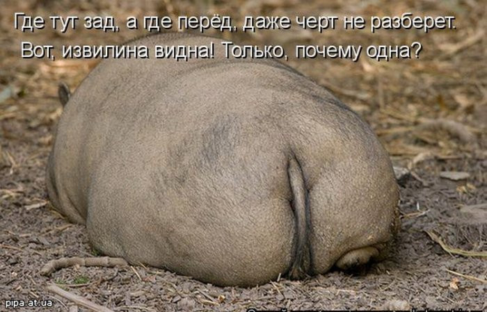 Жопа С Ручкой