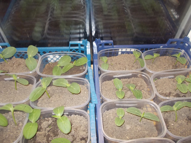 Рассада огурцов 2 недели. Высаживание рассады огурцов. Огуречная рассада. Прорастание рассады огурцов. Огурцы пикировка рассады.