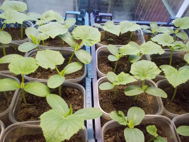 Огуречный росток. Огурцы через рассаду. Огурцы в открытом грунте только начали всходить. Огурцы через рассаду. Огурцы через рассаду.