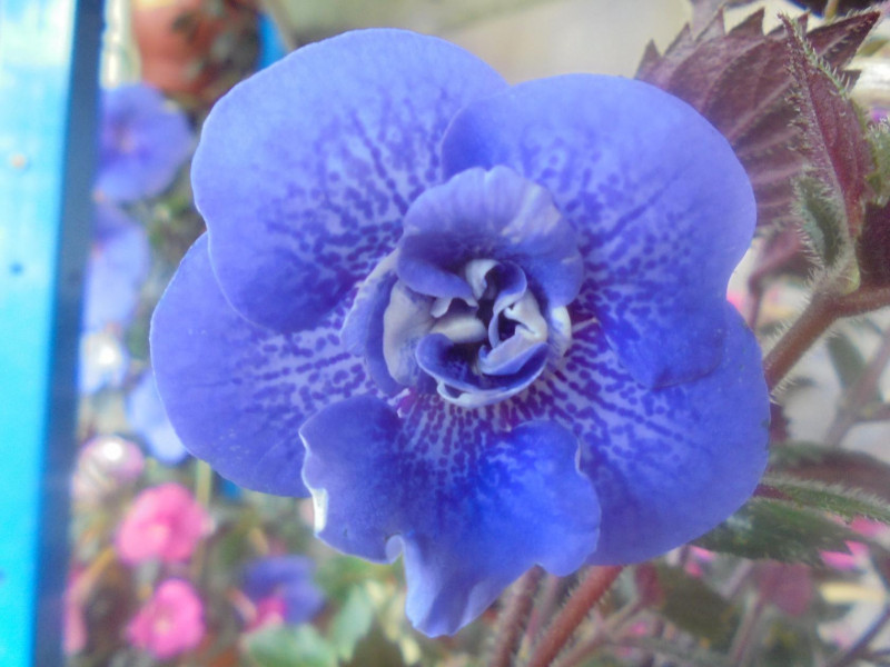 Ахименес Blue David