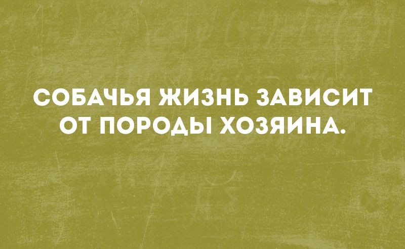 Собачья жизнь зависит от породы хозяина картинки