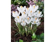 Жанна Д Арк.jpg