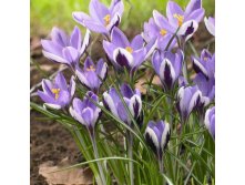 Спинг Бьюти.jpg