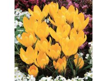 ЙЕЛЛОУ МАМОТ.jpg