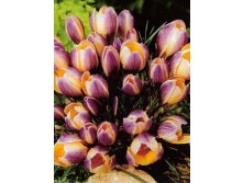 Крокус Эдванс Цена 64,9 рублей.