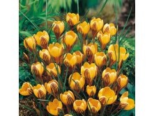 Джипси Герл.jpg