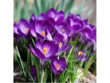 Флауэр рекорд 85,8Р