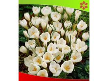 Мисс Вейн.jpg