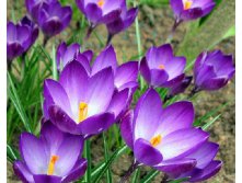 Руби Гиант.jpg