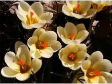 Крим Бьюти.jpg