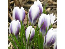 Принц Клаус Цена 75,9 руб.