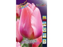 13845559.Tulipa_Tottori.jpg