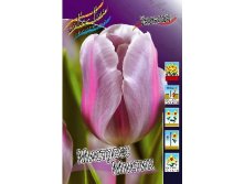 13845683.Tulipa_MISTRESS_MYSTIC.jpg