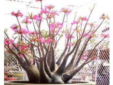 Adenium arabicum 'Desert Night Fork'.jpg