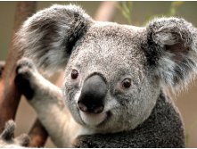 Koala.jpg