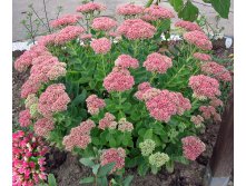 Sedum.jpg