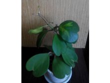 KERII VARIEGATA 1-  