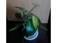 KERII VARIEGATA 1-  