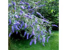  Buddleja dav.Blue Heaven - 2,65.JPG