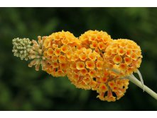  Buddleja Weyeriana Sungold - 1,72.jpg