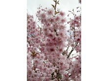   Prunus Incisa Oshidori - 2,65.jpg