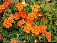  Potentilla f.Hopleys Orange - 2,11.JPG