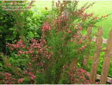  Cytisus Burkwoodii- 1,46.jpg