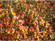  Cytisus La Coquette - 1,46.JPG