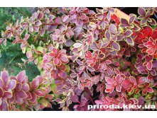 Berberis thunb.Coronita - 1,72.jpg