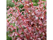 Berberis thunb.Harlequin - 1,92.jpg