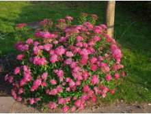  Spiraea jap.Anthony Waterer - 1,97.jpg