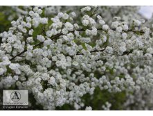  Spiraea prunifolia - 1,97.jpg