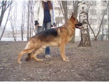 овчарка.JPG