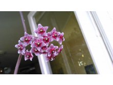 Hoya pubicallyx "Royal Hawaiian Purple"