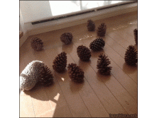 еж.gif