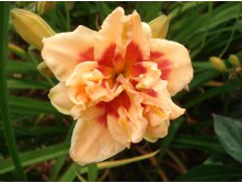 Forty second street.JPG