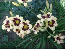 Moonlit Masquerade.JPG