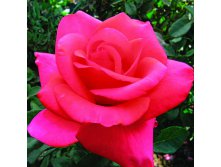 We Salut You-12,50.jpg