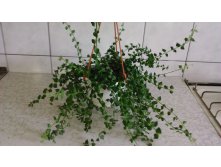   (Dischidia ruscifolia) -    ...