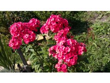 Флокс Оранж Перфекшн